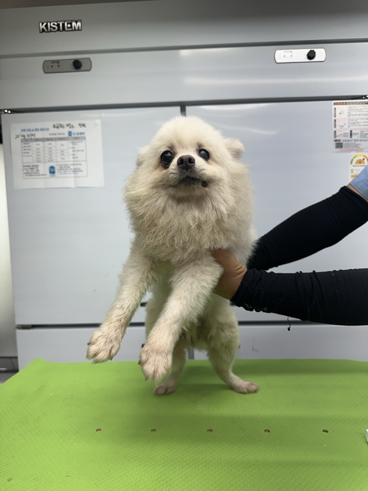 포메라니안 이미지 파일 입니다.